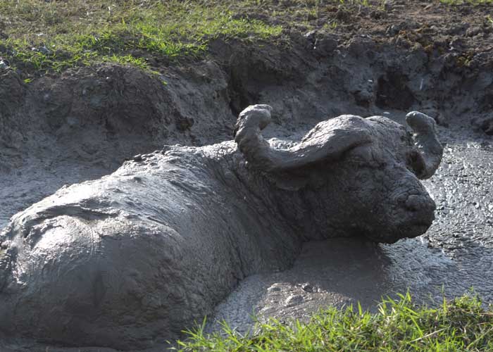 Cape Buffalo in Murchison falls 