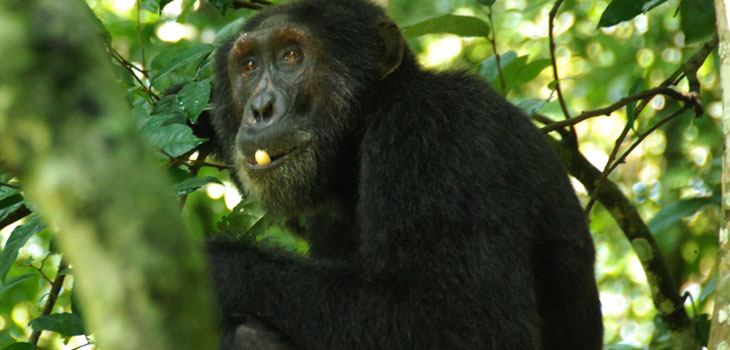 Chimpanzee tracking