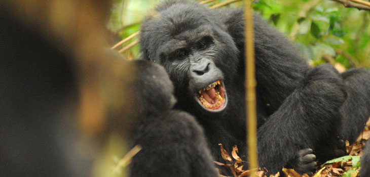 Gorilla tracking bwindi