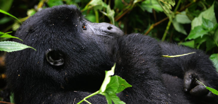 Gorilla tracking Bwindi