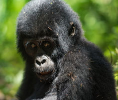 3 days Gorilla Tracking Bwindi