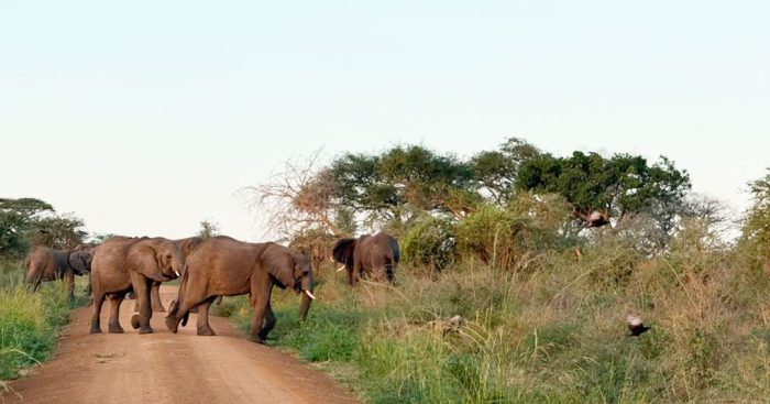 African-Elephant