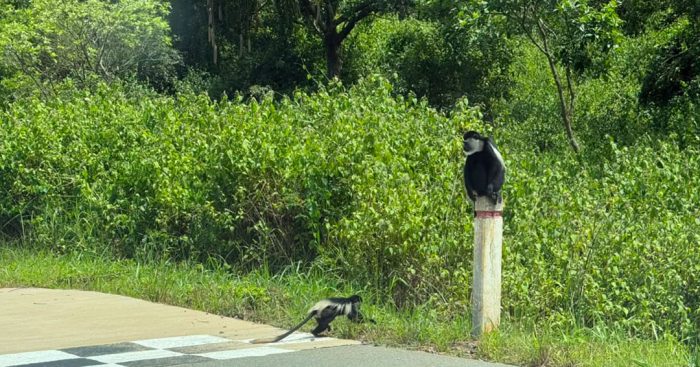 Black-and-white-colobus-monkey