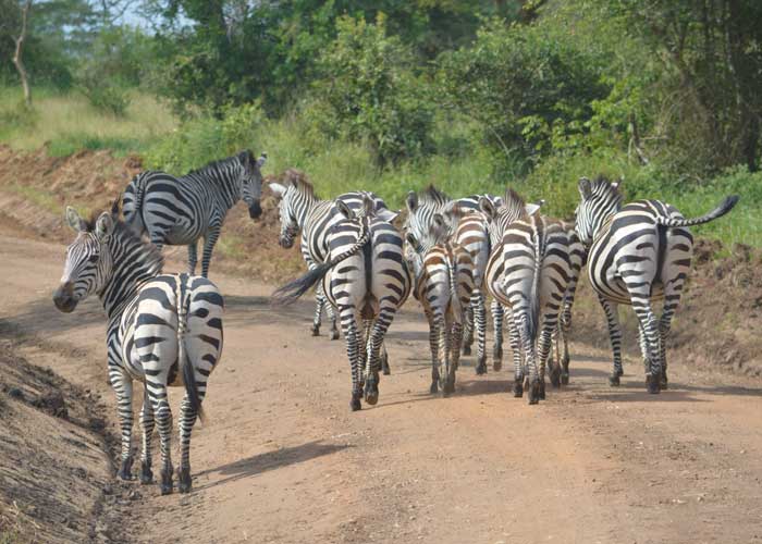 Lake Mburo Zebra
