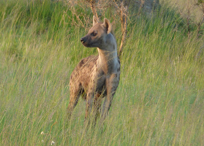 Spotted Hyena