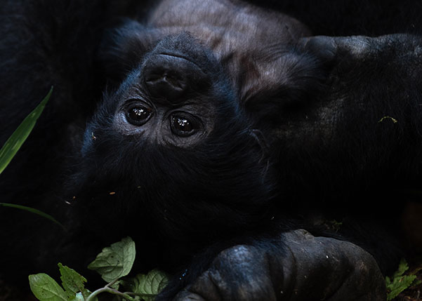 Mountain Gorilla Tracking