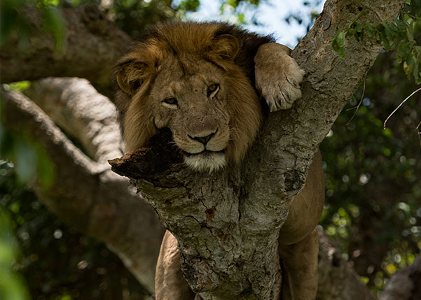 Tree climbing Lion in Queen Elizabeth National Park